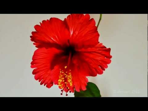 Hibiscus Flower - bud to bloom in a Timelapse - Perspective 2