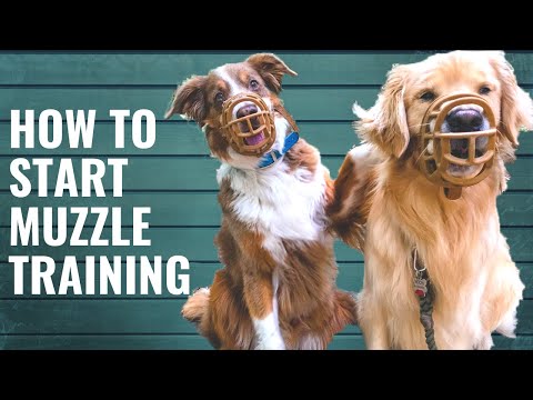 Dog Muzzle Training and Conditioning