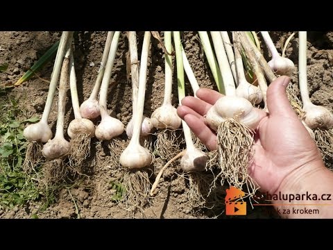 Jak pěstovat český česnek paličák. Allium sativum