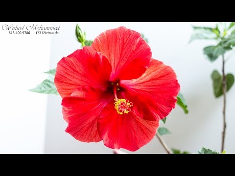 Hibiscus Flower Blooming