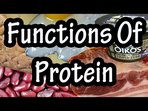 Functions Of Protein In The Body - How The Body Uses Proteins - Importance Of Protein