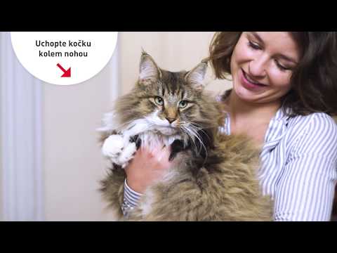 10 tipů pro přepravu kočky k veterináři