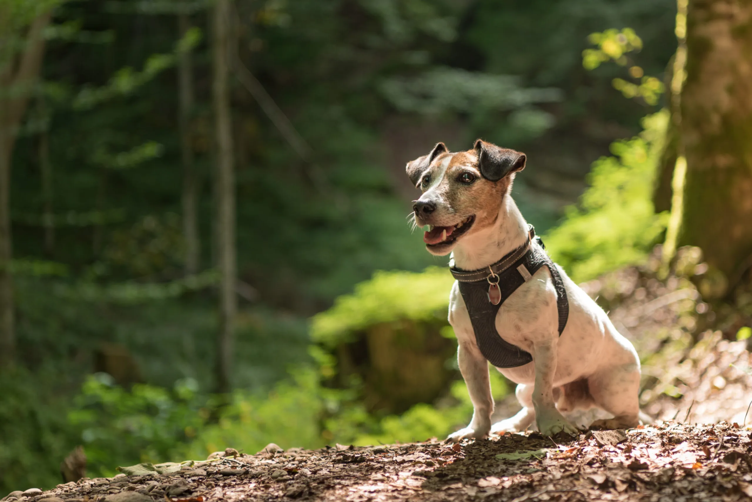 vyberomat sk harness dog