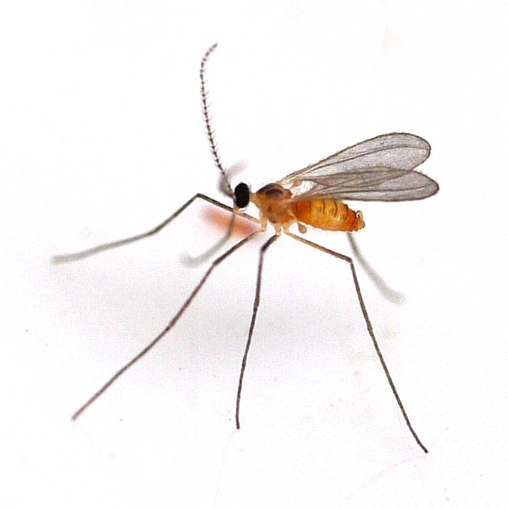 Ibištek - Všetky informácie na jednom mieste vyberomat sk gallmidge