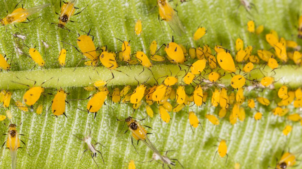 Ibištek - Všetky informácie na jednom mieste vyberomat sk aphids