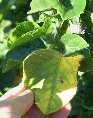 Ibištek - Všetky informácie na jednom mieste vyberomat sk dieback disease