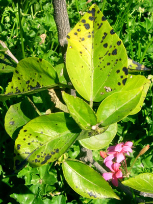 Ibištek - Všetky informácie na jednom mieste vyberomat sk leaf fungus
