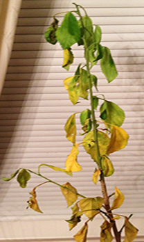 Ibištek - Všetky informácie na jednom mieste vyberomat sk wilt disease