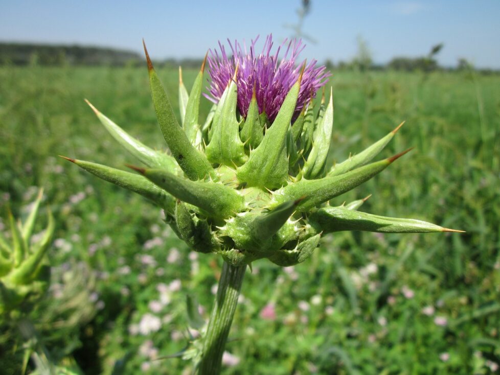 vyberomat sk silybum marianum