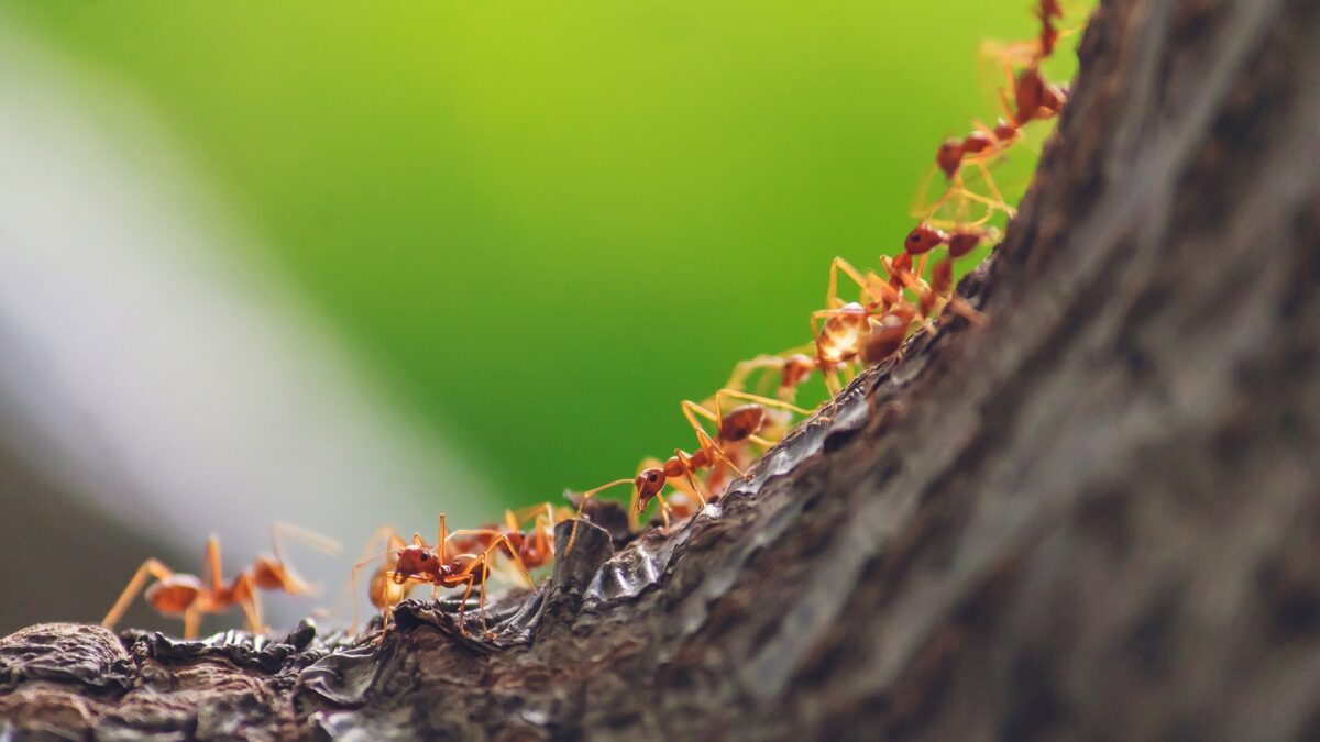 vyberomat sk mravce v byte