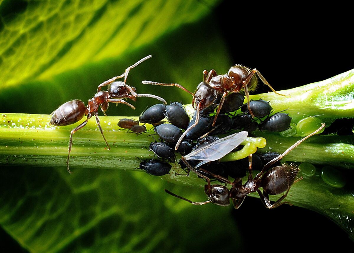 vyberomat sk mravce v zahrade